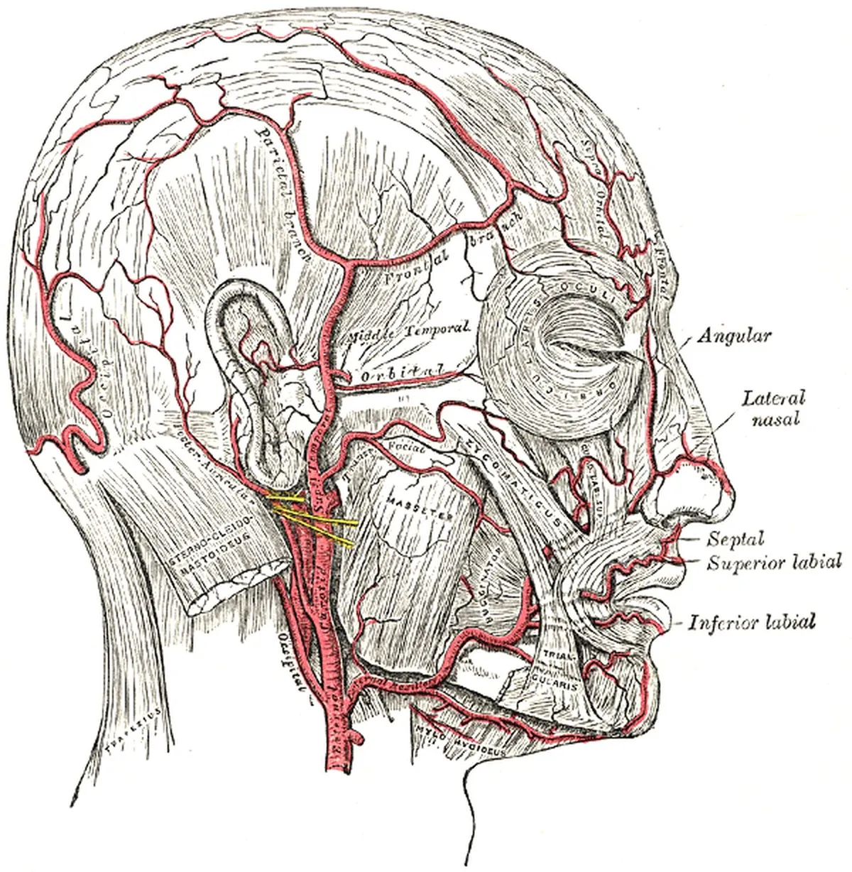 Tavola anatomica di Gray che mostra le arterie del volto e del cuoio capelluto, con l'arteria temporale superficiale e i suoi rami frontale e parietale sopra il muscolo massetere.
