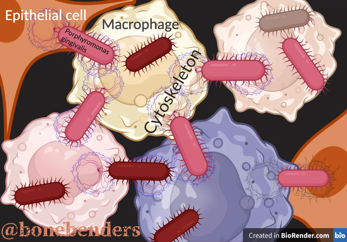 batteri-gengivali-invadono-cellule
