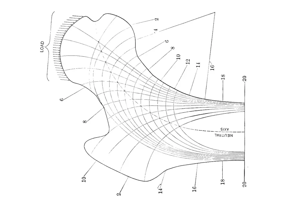 Diagramma che illustra le linee di carico e le reazioni in un sistema osseo, con indicazioni numeriche e assi di riferimento.