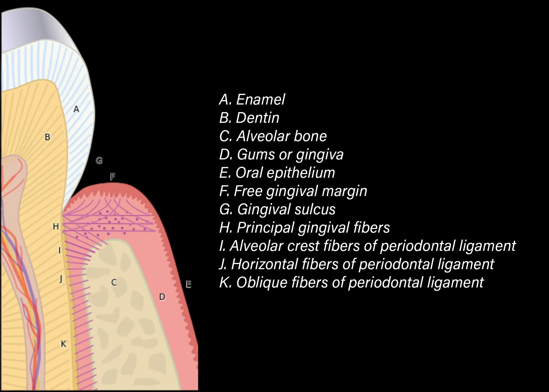 Schema anatomico dell'apparato di sostegno dentale. A. Smalto — B. Dentina — C. Osso alveolare — D. Gengiva — E. Epitelio orale — F. Margine gengivale libero — G. Solco gengivale — H. Fibre gengivali principali — I. Fibre della cresta alveolare — J. Fibre orizzontali — K. Fibre oblique.