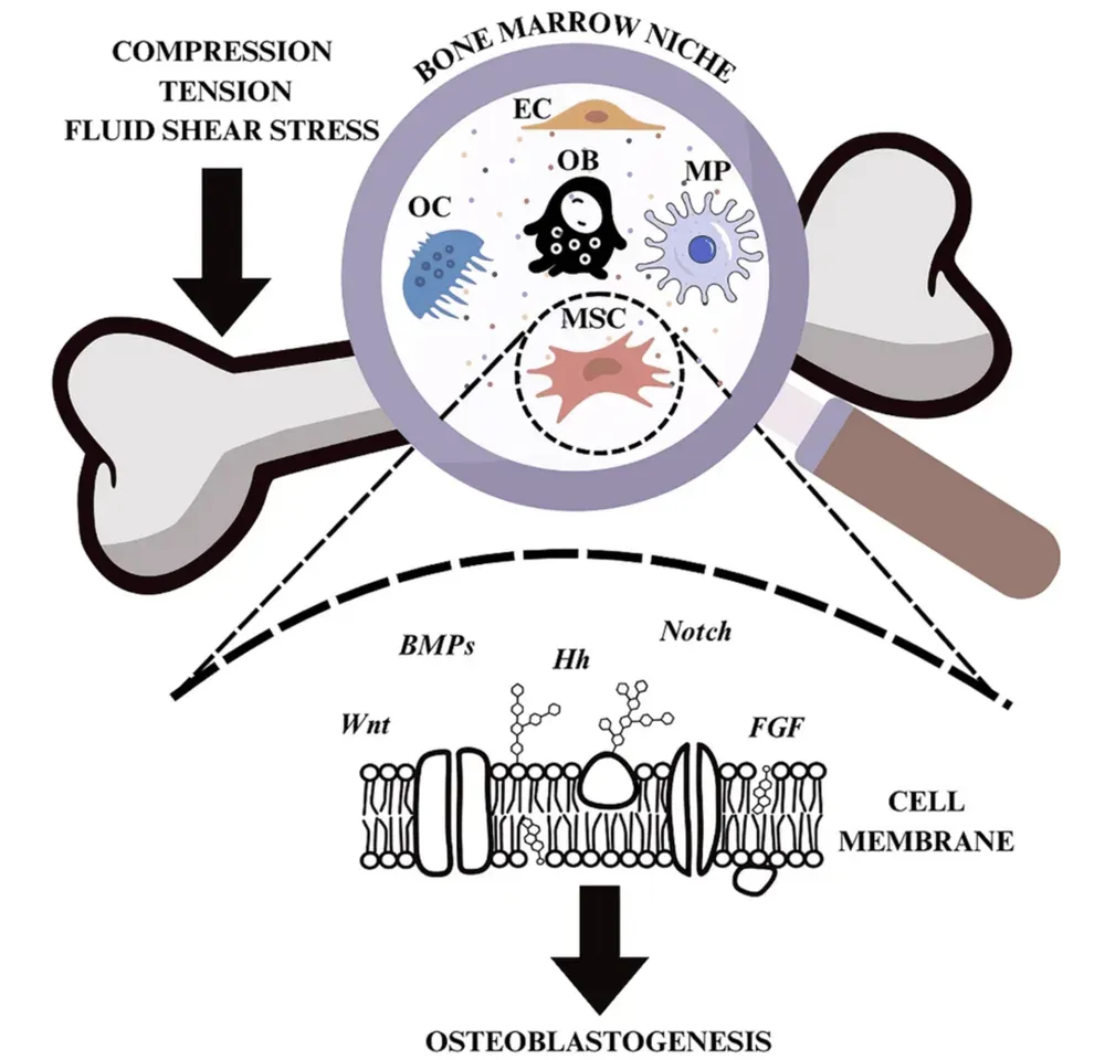 Diagramma che illustra il microambiente del midollo osseo e i meccanismi cellulari coinvolti nell
