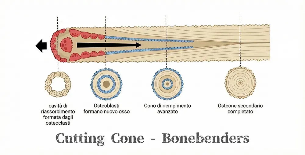 Diagramma illustrativo del cono di taglio nell