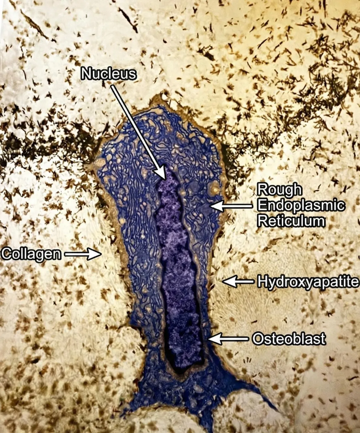 losso-e-statico-solo-in-apparenza
