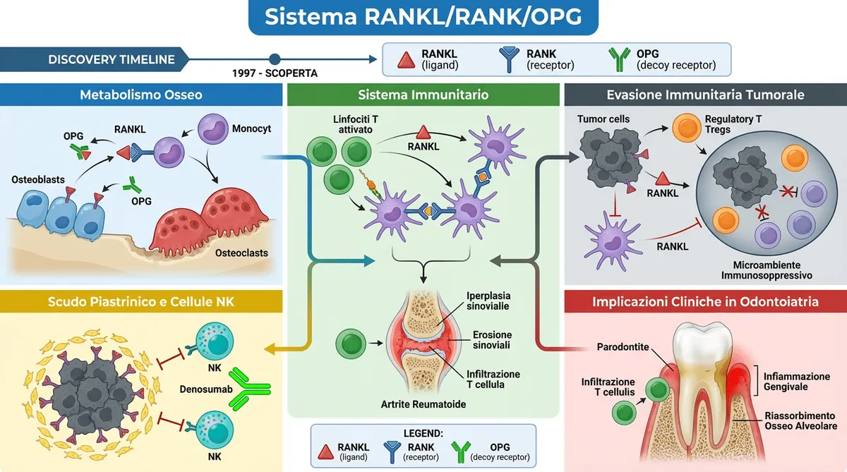 mediatori-del-metabolismo-osseo-molecole-con-1000-funzioni