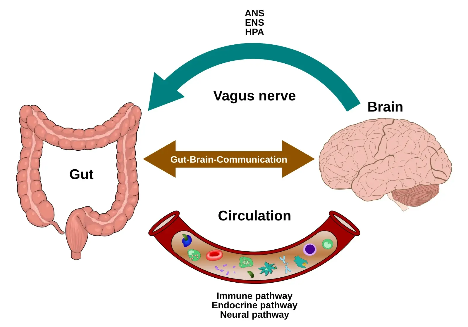 Schema dell'asse intestino-cervello: intestino e cervello collegati dal nervo vago e dalla circolazione, con le vie immunitaria, endocrina e nervosa