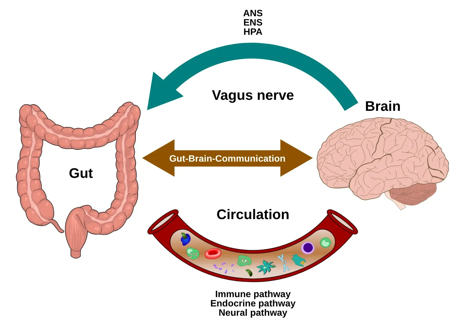 Schema dell'asse intestino-cervello: intestino e cervello collegati dal nervo vago e dalla circolazione, con le vie immunitaria, endocrina e nervosa
