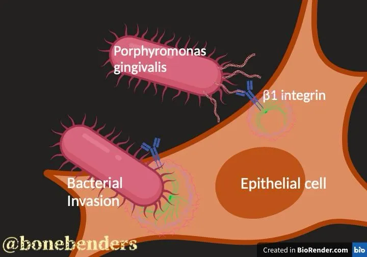 porphyromonasgingivalis-invades-your-cells