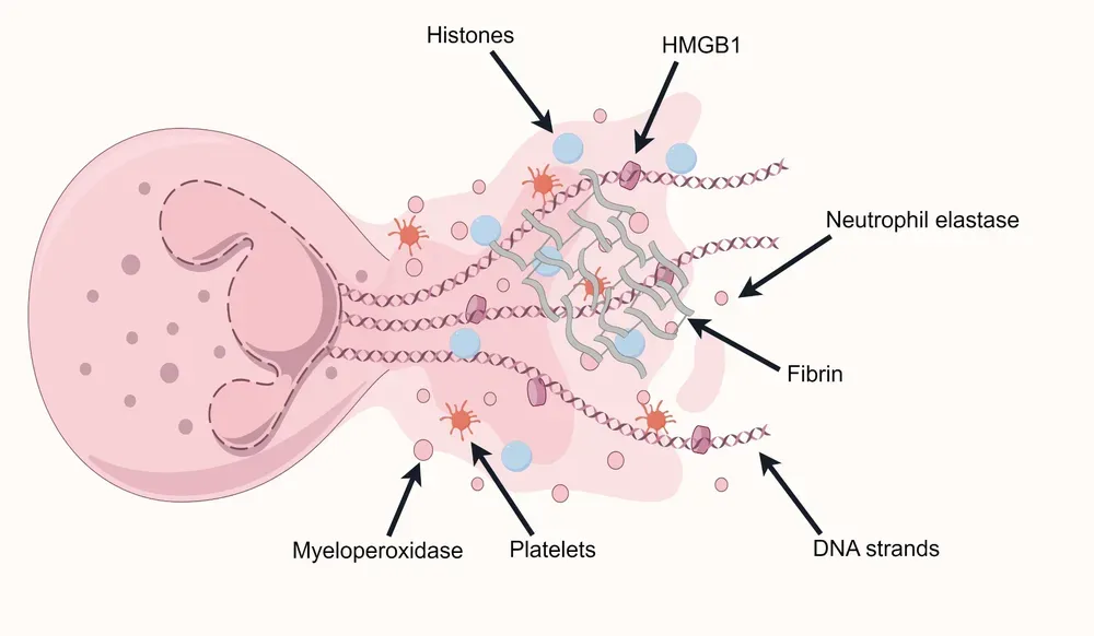 Struttura delle trappole extracellulari dei neutrofili (NET). I neutrofili rilasciano la loro cromatina decondensata insieme al contenuto dei loro granuli azzurrofili, come l