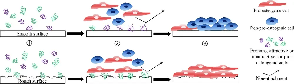 Cartoon showing the basic cell to material interactions on smooth or textured rough surfaces. (1) The surface structure and roughness provoke a different protein adsorption. (2) This protein pattern affects cell attraction and attachment and (3) cell proliferation and following differentiation and maturation.