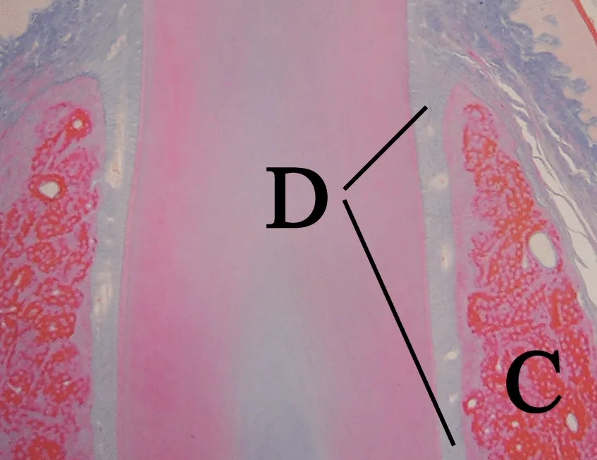 scopri-il-potere-segreto-del-pdl-per-una-rigenerazione-ossea-straordinaria