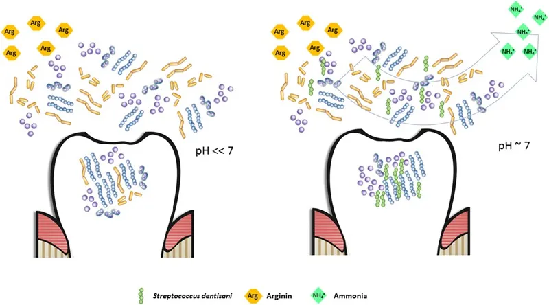 Schema del potenziale effetto tampone nella cavità orale dovuto all'arricchimento della placca con S. dentisani. L'arginina viene metabolizzata in ornitina, CO₂ e ammonio (NH₃), che neutralizza il pH acido prodotto dalla fermentazione degli zuccheri. Fonte: López-López et al. 2017, Front Microbiol, CC-BY 4.0.